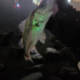 セイゴ（マルスズキ）