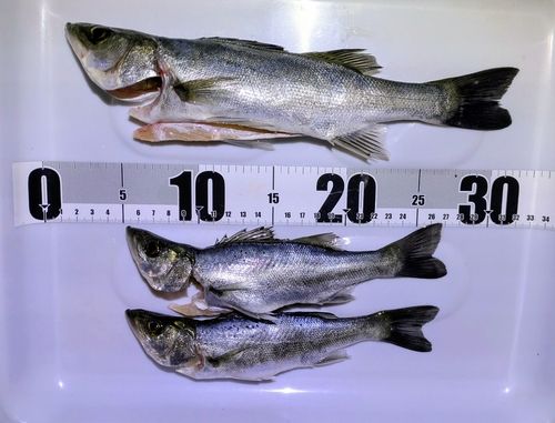 セイゴ（マルスズキ）の釣果