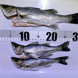 セイゴ（マルスズキ）