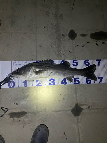 シーバスの釣果