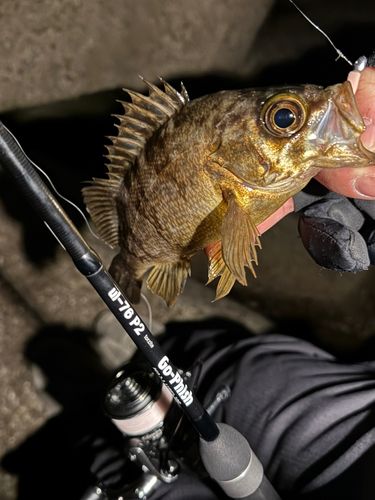 シロメバルの釣果