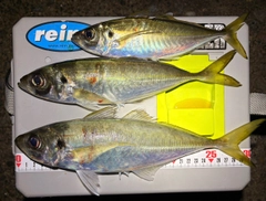 マアジの釣果
