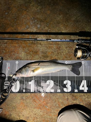 スズキの釣果