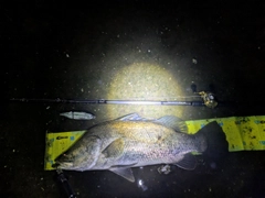 アカメの釣果