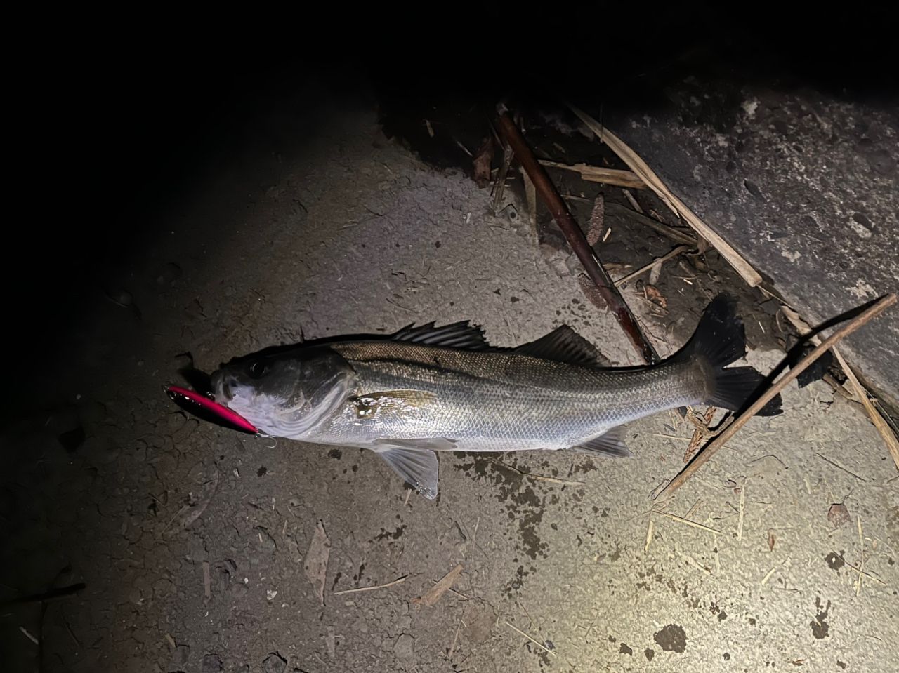 セイゴ（マルスズキ）