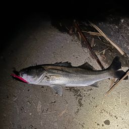 セイゴ（マルスズキ）