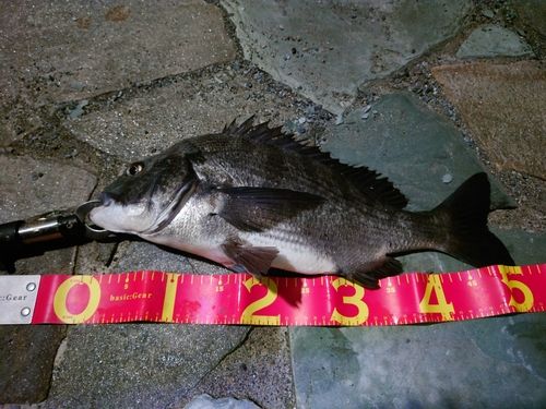 クロダイの釣果