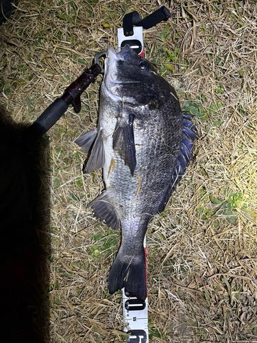 クロダイの釣果