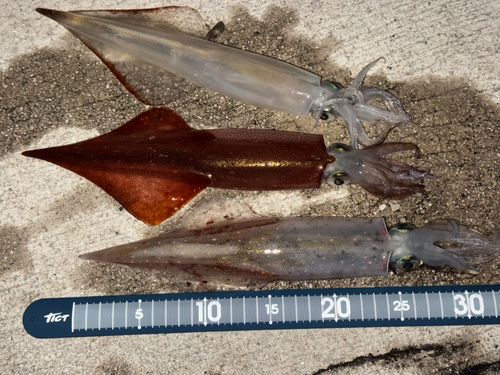 ヤリイカの釣果