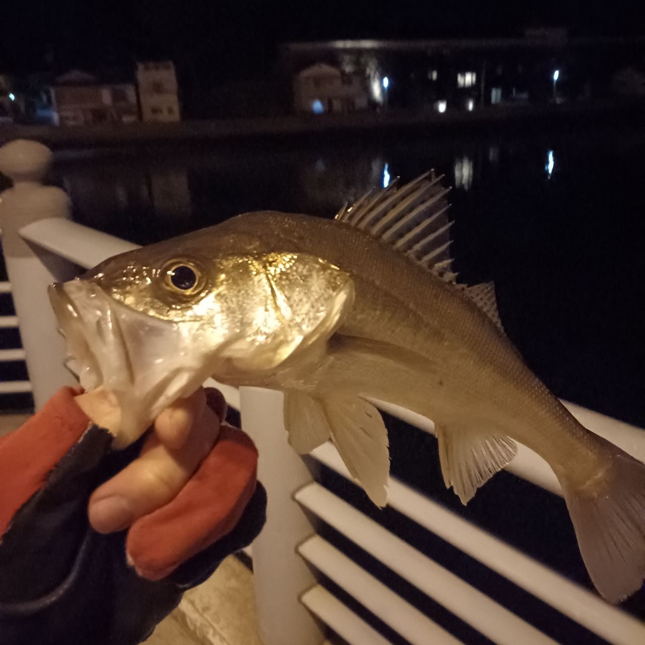 セイゴ（マルスズキ）