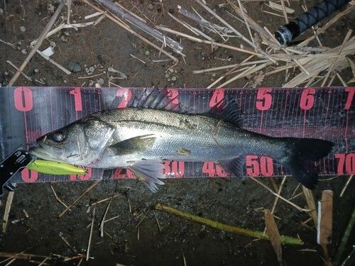 シーバスの釣果
