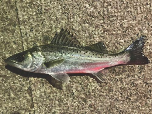 セイゴ（タイリクスズキ）の釣果