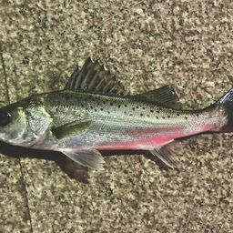 セイゴ（タイリクスズキ）