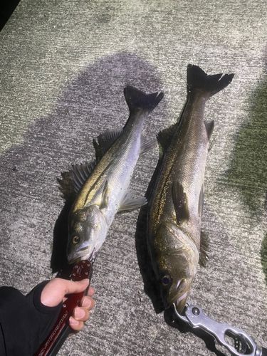 シーバスの釣果