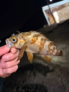 アカメバルの釣果