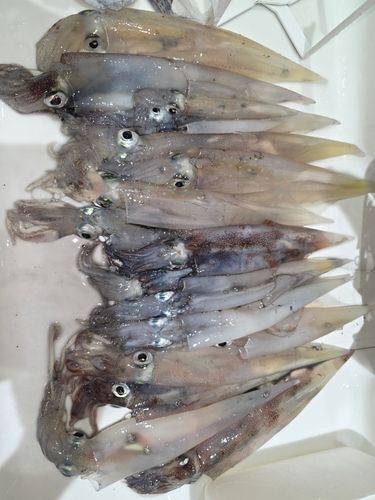 ヤリイカの釣果