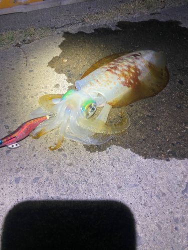 アオリイカの釣果