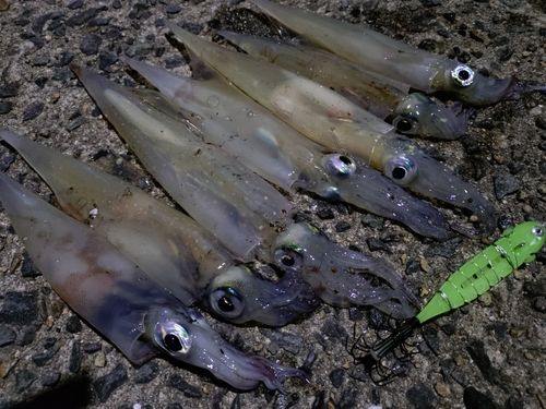 ヤリイカの釣果