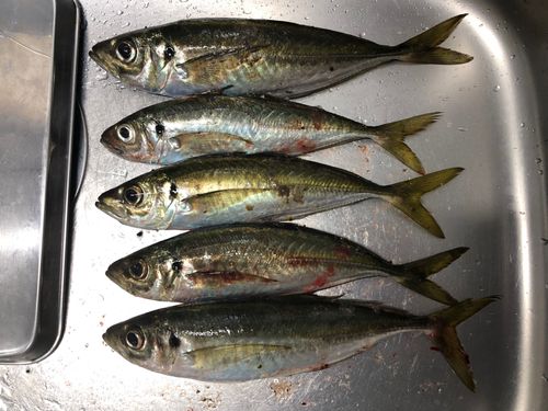 マアジの釣果