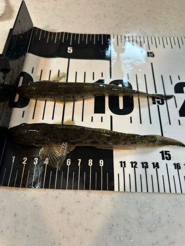 若洲海浜公園海釣り施設