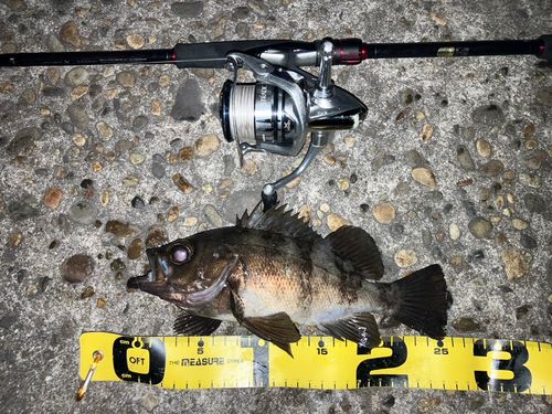 メバルの釣果
