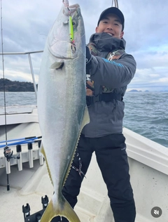 ブリの釣果