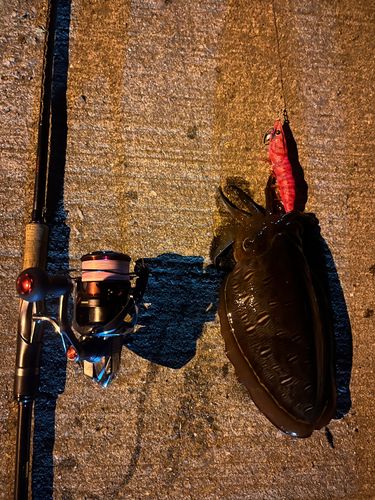 コウイカの釣果