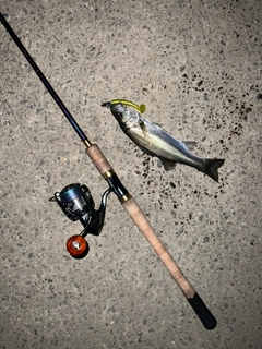 セイゴ（マルスズキ）の釣果