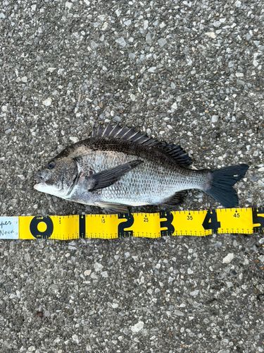 クロダイの釣果