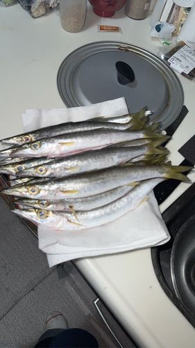 カマスの釣果