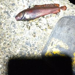 エゾイソアイナメ