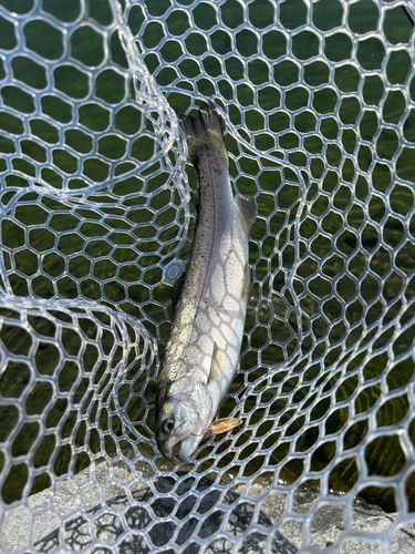 アルクスポンド焼津