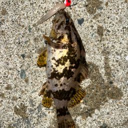 タケノコメバル