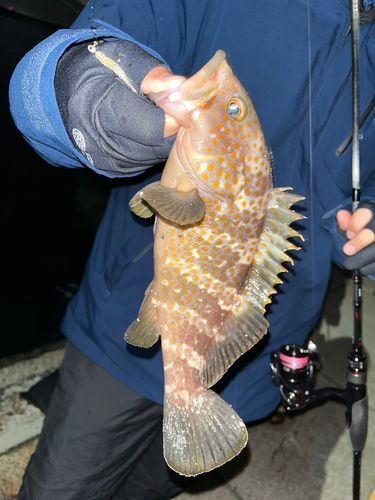 キジハタの釣果