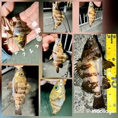 メバルの釣果