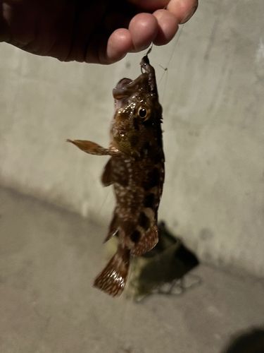 金沢水際線緑地（福浦岸壁）