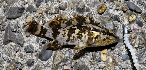 タケノコメバルの釣果