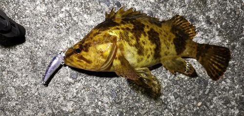 タケノコメバルの釣果