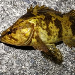 タケノコメバル