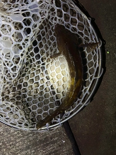 アイナメの釣果