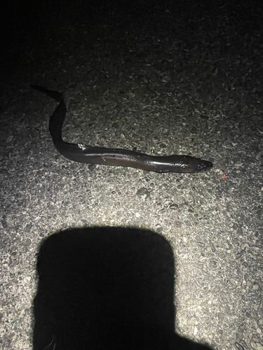 クロアナゴの釣果