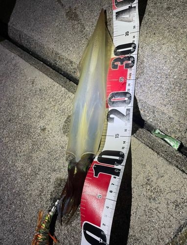 ヤリイカの釣果