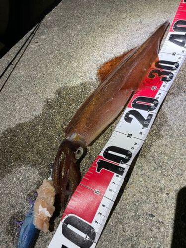 ヤリイカの釣果