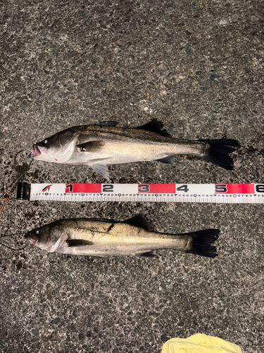 シーバスの釣果