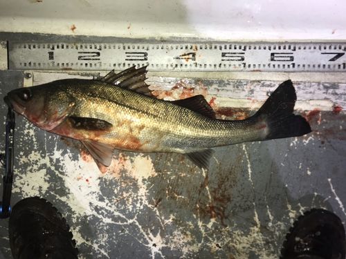 東京湾（アクアライン〜富津）