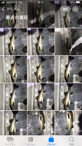 シーバスの釣果