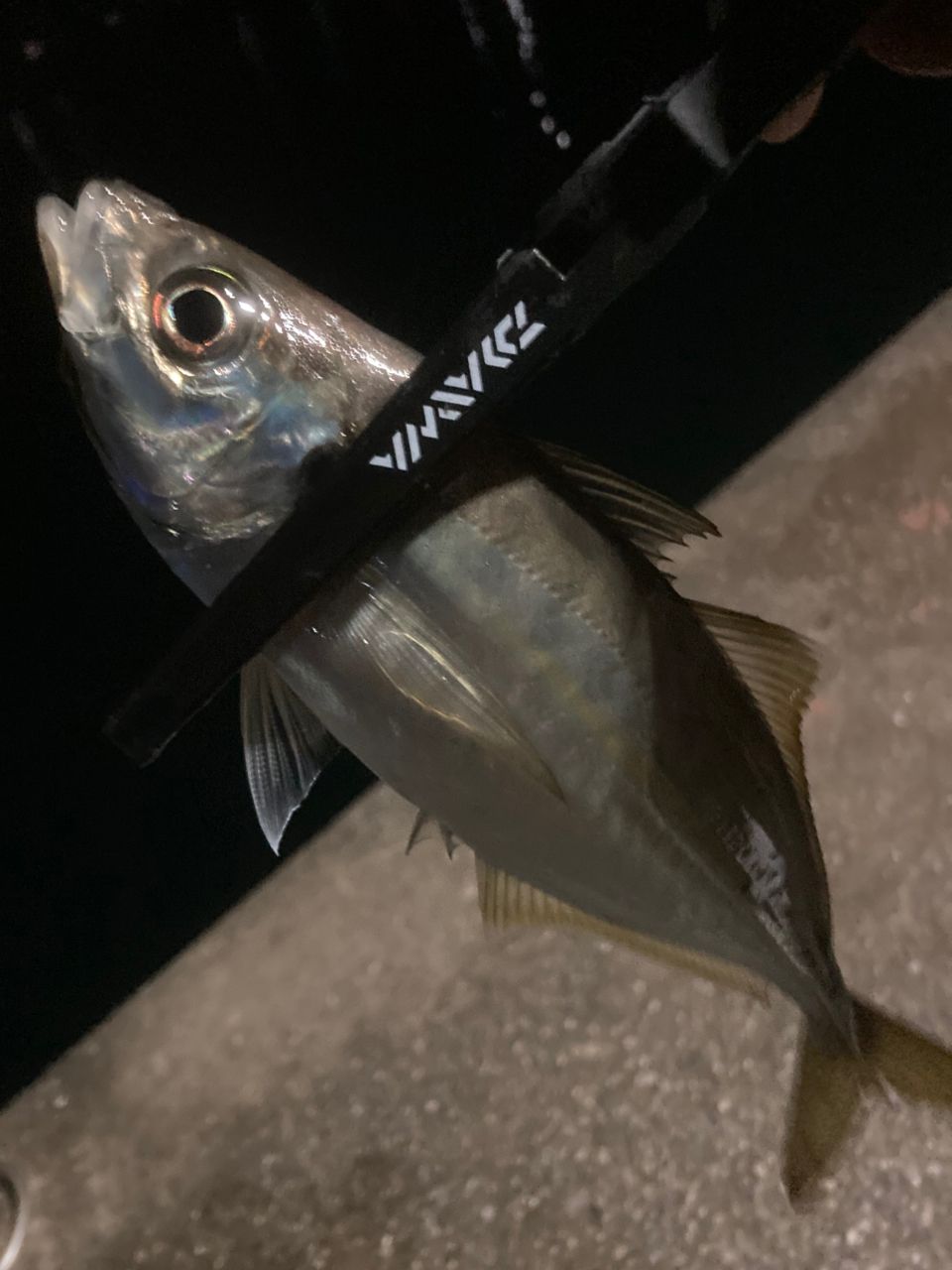 SHIMANO 19ソアレ BB アジング S64UL-Sの最安値・インプレ・釣果