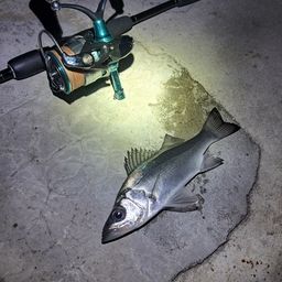 セイゴ（ヒラスズキ）