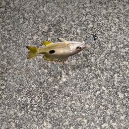 ニセクロホシフエダイ