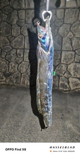 タチウオの釣果